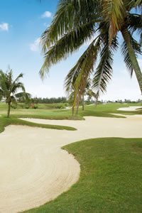 palm-tree-course